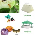 insect attractant for Grapholitha funebrana , insect Pheromone lures for Plum fruit moth pest control